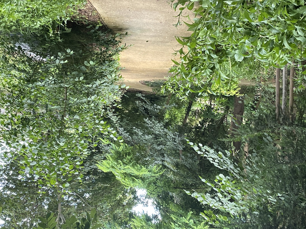 Atelier Alice Tricon / Jardins / Paysages - Le Petit Bois, EnvA <br> Parc historique classé - Maison-Alfort (94) - ENVA-allee dans le sous bois-Atelier Alice Tricon
